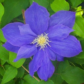 Clematis H.F.Young