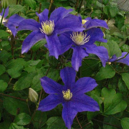 Clematis Lady Northcliffe