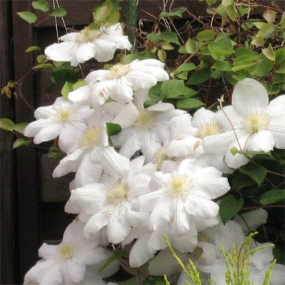 Clematis Madame Le Coultre
