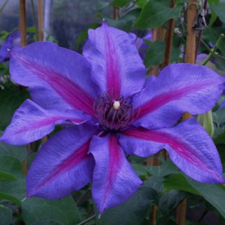 Clematis Mrs.Nelly Thompson