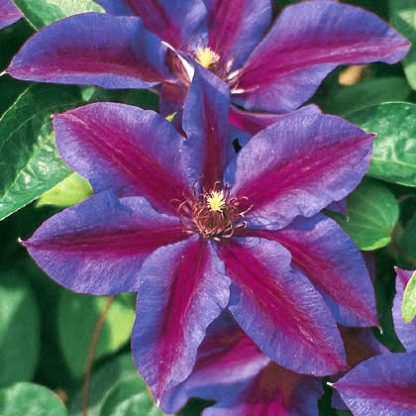 Clematis Mrs.Nelly Thompson