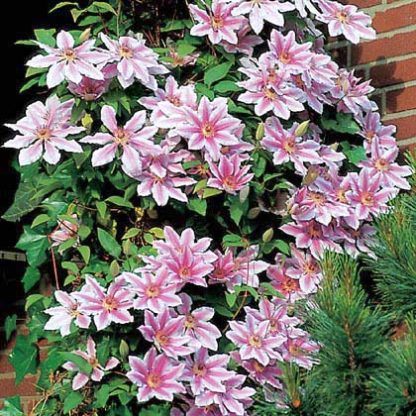 Clematis Nelly Moser