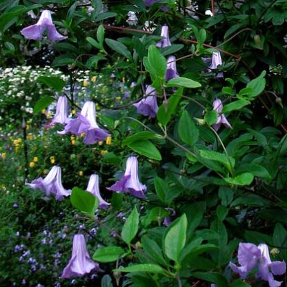 Clematis viticella Betty Corning