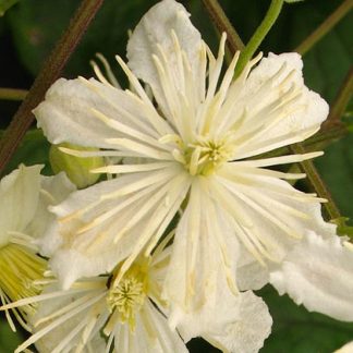Clematis fargesioides Syn. Paul Farges / Summersnow