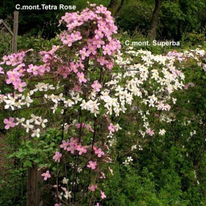 Clematis mont.Tetra Rose