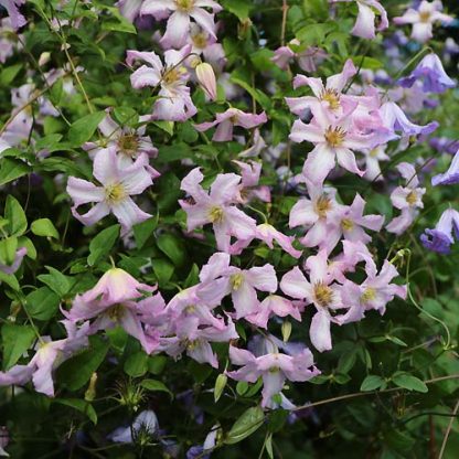 Clematis viticella Little Nell