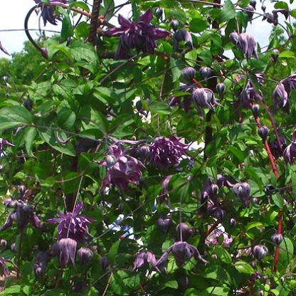 Clematis viticella Mary Rose