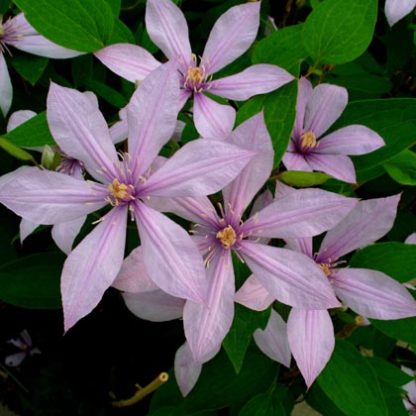 Clematis int. Forever