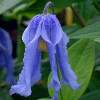 Clemais integrifolia Hendersonii