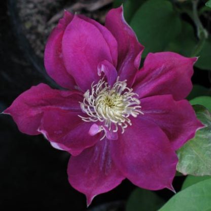 Clematis Fireflame