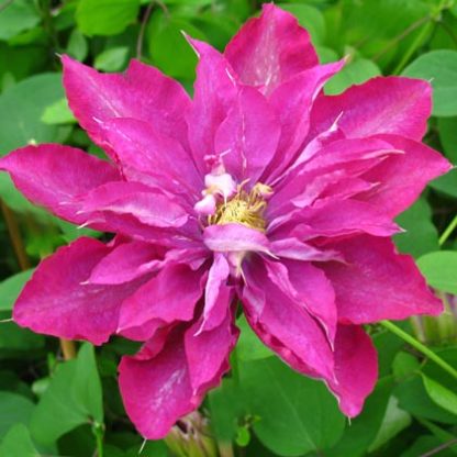 Clematis Fireflame