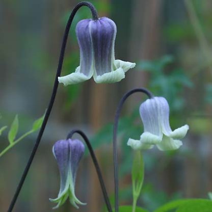Clematis viorna Dr.Mary