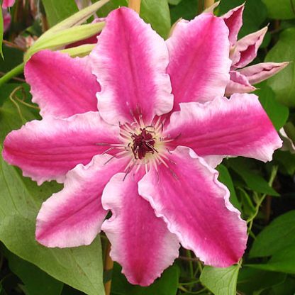 Clematis Capitaine Thuilleaux