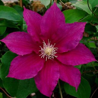 Clematis Red Pearl