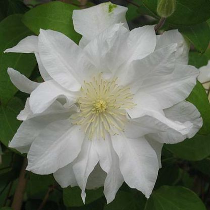 Clematis Sylivia Denny