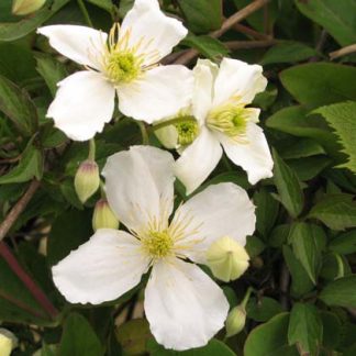 Clematis chrysocoma sericea