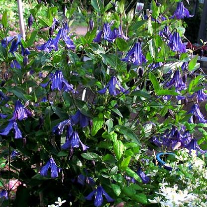 Clematis cylindrica