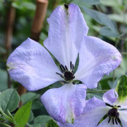 Clematis viticella Luxuriant Blue