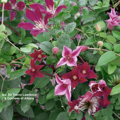 Clematis texensis Sir Trevor Lawrence
