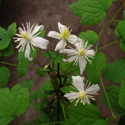 Clematis trichotoma
