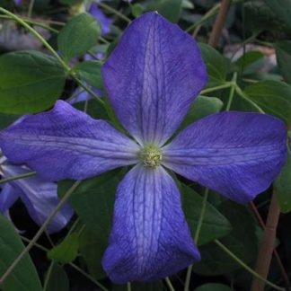 Clematis viticella Jenny