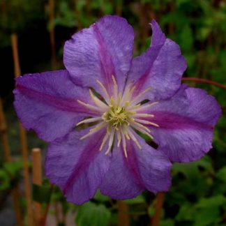 Clematis viticella Pirko