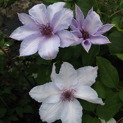 Clematis Ideal