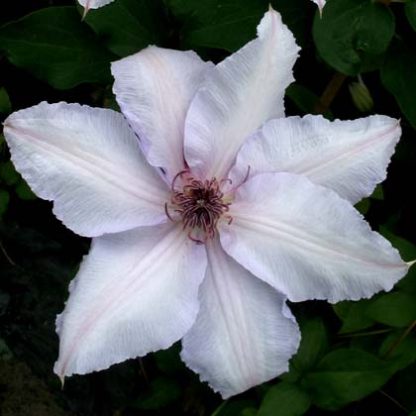 Clematis Ideal