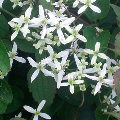 Clematis terniflora robusta