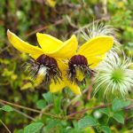 Clematis serratifolia Golden Tiara®