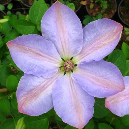 Clematis Special Occation