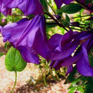 Clematis int. Pamiat Serdtza