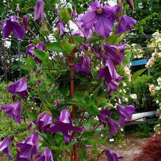 Clematis int. Pamiat Serdtza