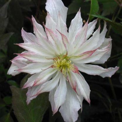 Clematis mont.Jenny Keay