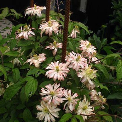 Clematis mont.Jenny Keay