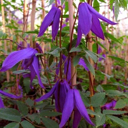 Clematis ochot.Tage Lundell