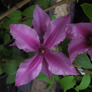 Clematis int. Saphyra Double Rose