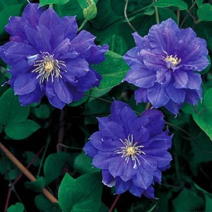 Clematis Beauty of Worcester