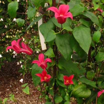 Clematis texensis Red Five