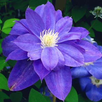 Clematis Leon's Choice