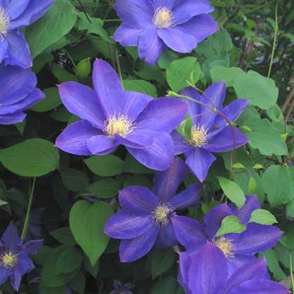 Clematis Leon's Choice