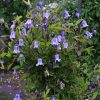 Clematis cylindrica Swedish Bells