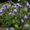 Clematis cylindrica Swedish Bells