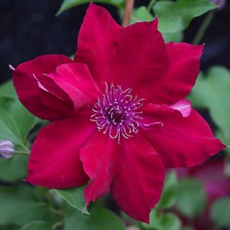 15 Semi Di Clematis Nubia – Pianta Rampicante Da Giardino