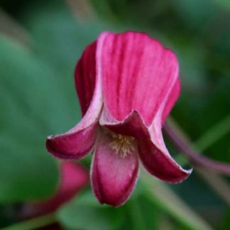 Clematis texensis Ribble Red