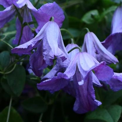 Clematis viticella Morning Heaven