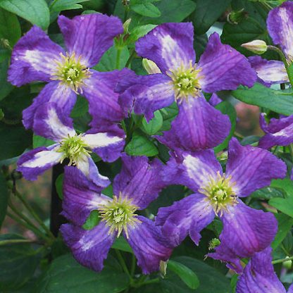 Clematis viticella White Heart