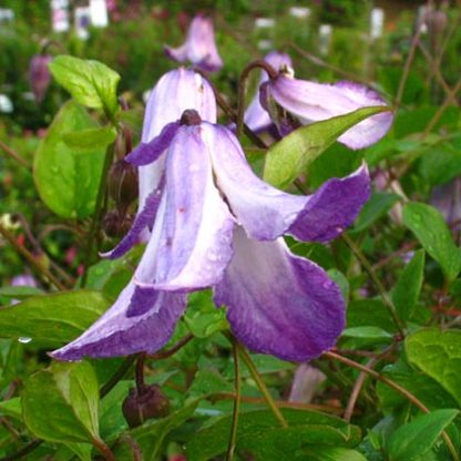 Clematis texensis Radiance BFCC