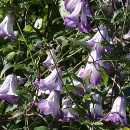 Clematis texensis Radiance BFCC