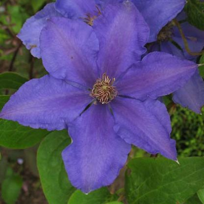 Clematis Eyres Gift